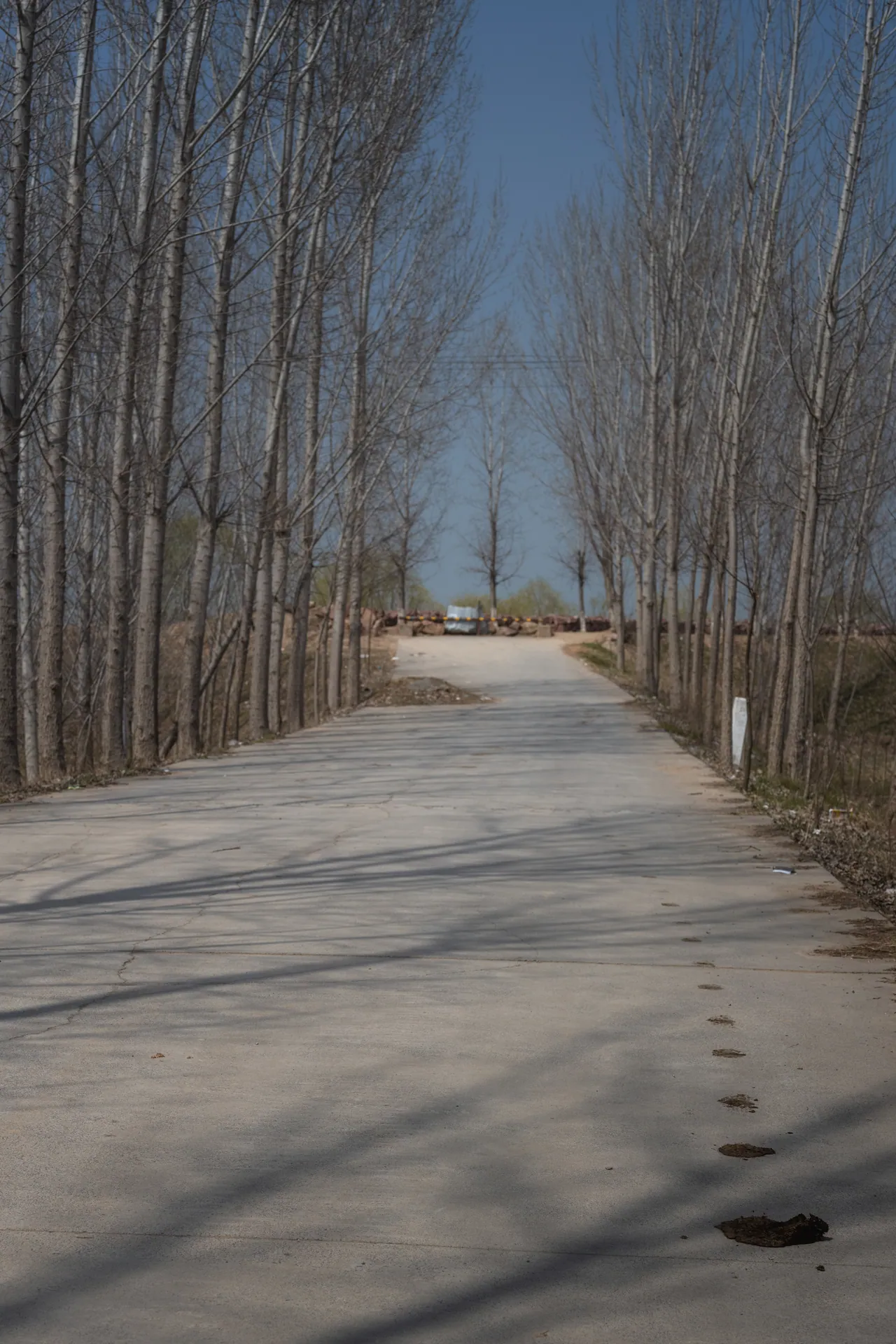 Poplar Path